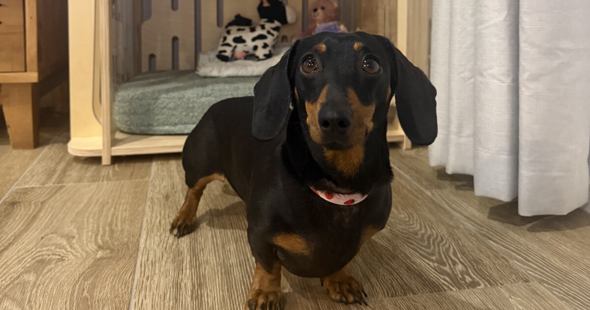 호주 부시에서 529 일 만에 미니 다흐 슈트가 집에있는 발레리