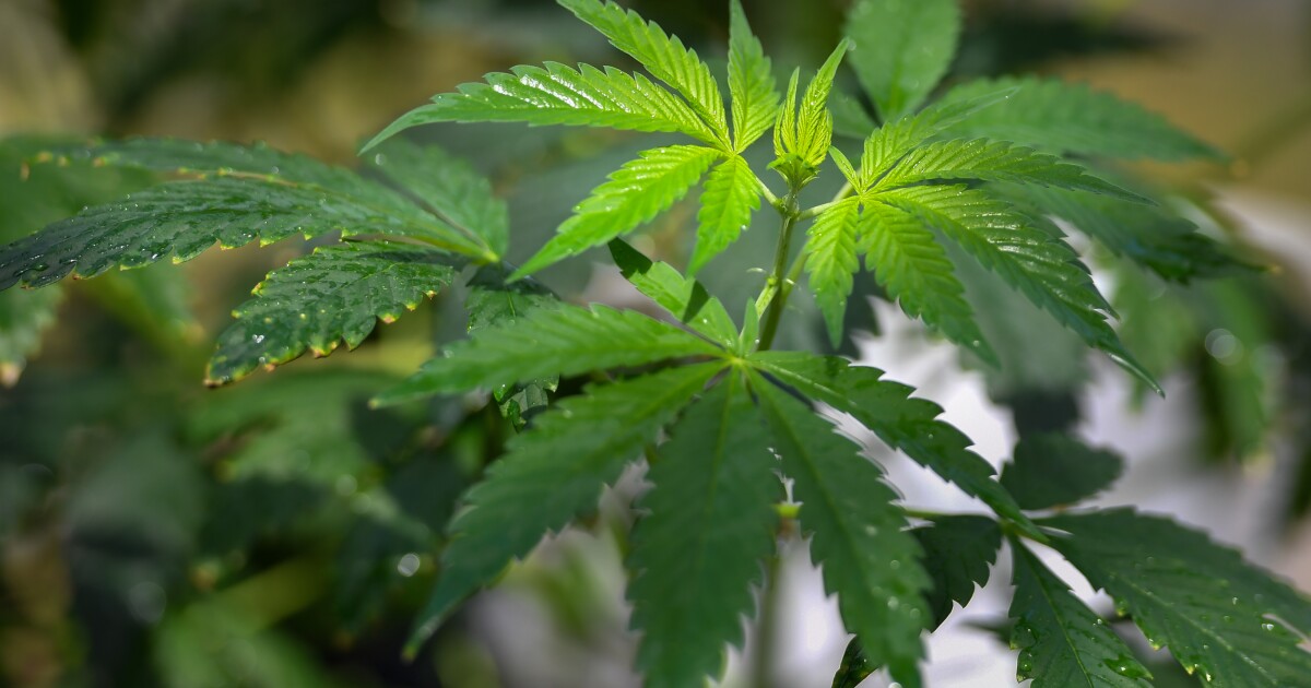 Pa. 의원들은 새로운 레크리에이션 대마초 제안을 제시했습니다