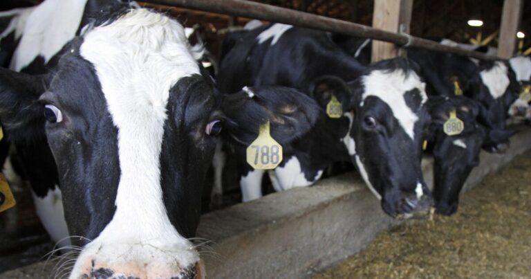 공중 보건 경보 : 원유 제품과 관련된 Allegheny County Salmonella 사례
    


