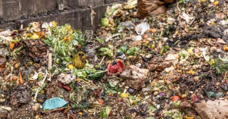 동물에게 음식물 쓰레기를 퇴비로 먹이고 먹이는 기후 이점이 크다고 연구 결과
