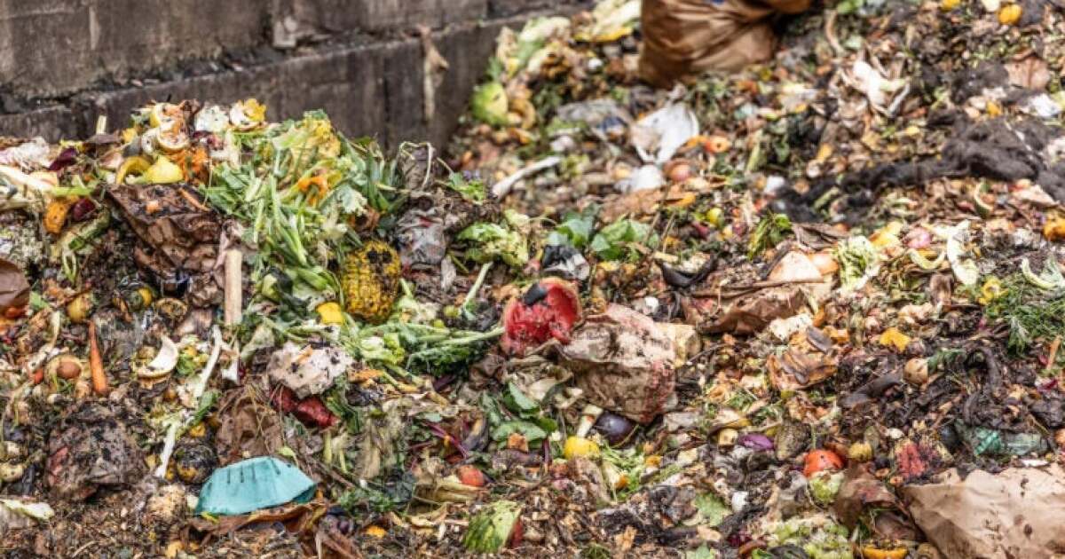 동물에게 음식물 쓰레기를 퇴비로 먹이고 먹이는 기후 이점이 크다고 연구 결과