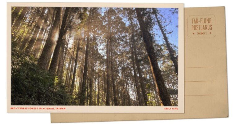 레드 사이프러스 숲이 시대를 초월한 아름다움을 제공하는 대만 Alishan의 인사
