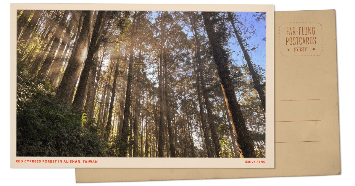 레드 사이프러스 숲이 시대를 초월한 아름다움을 제공하는 대만 Alishan의 인사