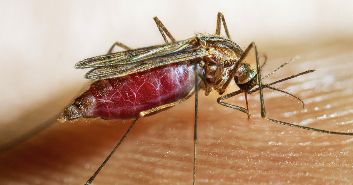 보건국은 피츠버그 지역의 모기들 사이에서 웨스트 나일 바이러스를 발견합니다.