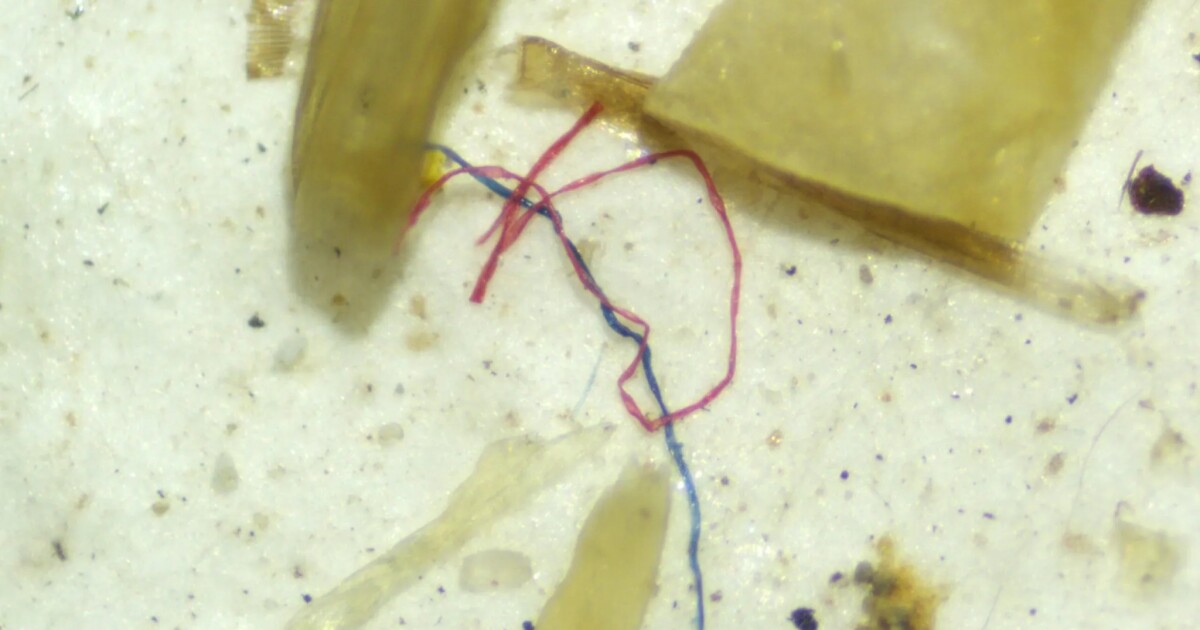 웨스트 버지니아 대학교 연구는 애팔 래 치아 스트림에서 미세한 오염을 발견했습니다.