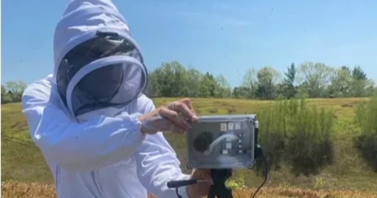 작은 온도 변화가 더 많은 꽃과 꿀벌로 이어지는 방법
    


