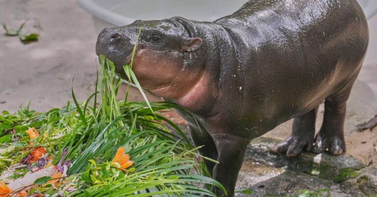 태국 동물원에서 수천 명의 아기 하마 뮤 덩의 첫 생일을 축하합니다.
