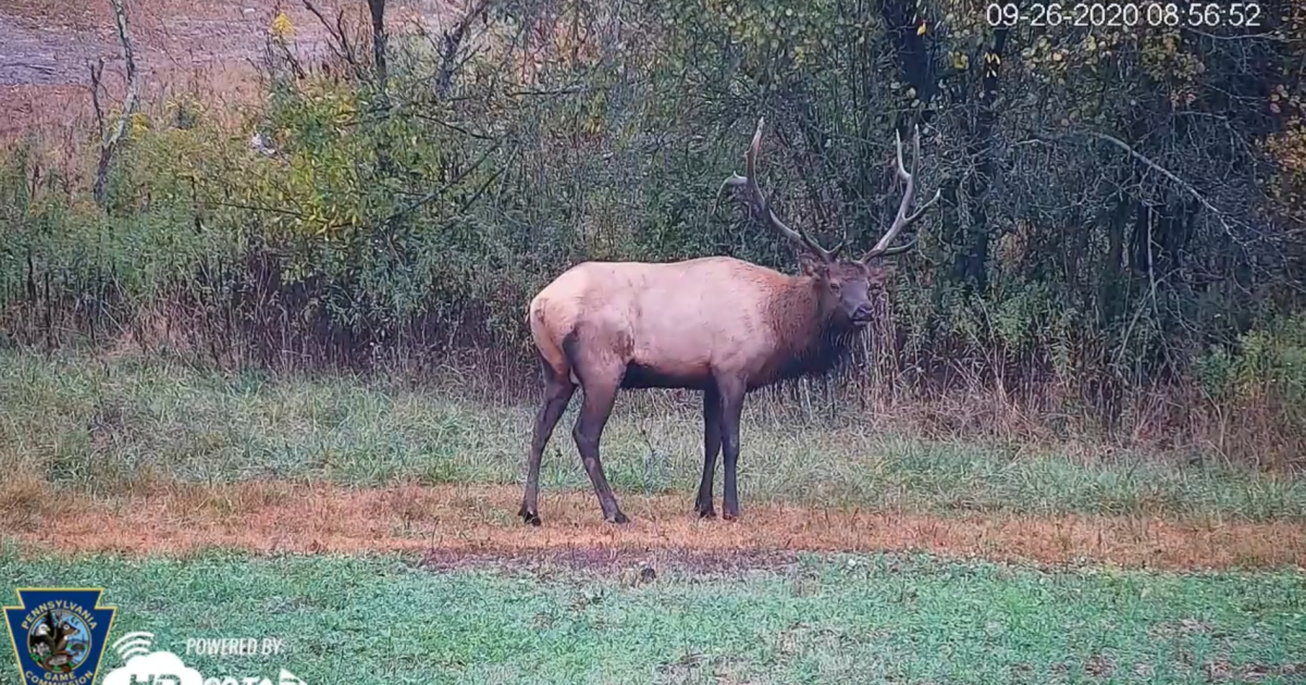 Pa.의 엘크 캠은 사람들에게 러티 시즌 동안 야생 동물을 안전하게 볼 수있는 기회를 제공합니다.