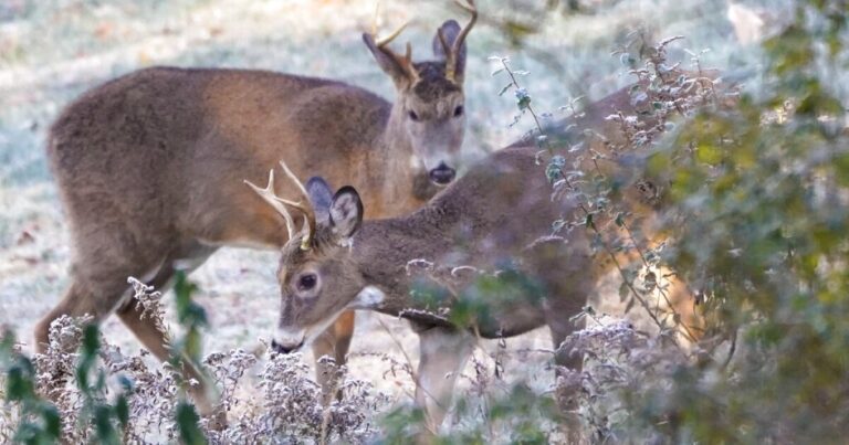Pennsylvania Game Commission은 일요일 금지 리프팅으로 추가 사냥 날짜를 발표합니다.
    


