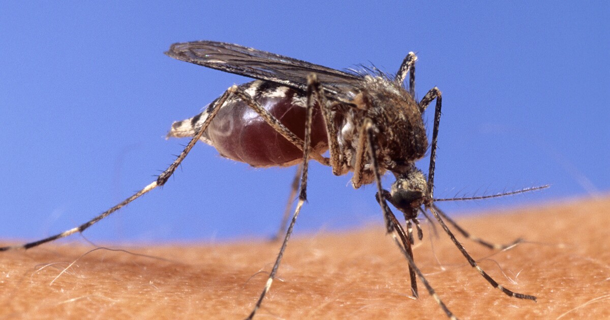 Plum Resident는 Allegheny 카운티의 올해의 첫 인간 사례 인 West Nile 바이러스에 긍정적 인 테스트를 거쳤습니다.