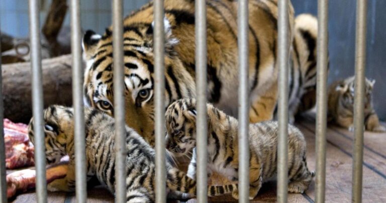 덴마크의 동물원은 고객에게 애완 동물을 기부하도록 요청했습니다. 매력이 아니라 음식을위한 것입니다
    


