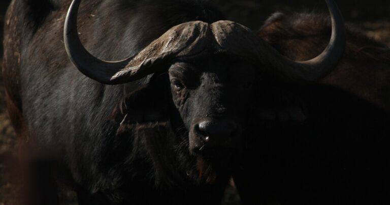 텍사스 빅 게임 헌터는 아프리카 케이프 버팔로를 스토킹하면서 죽었다
    


