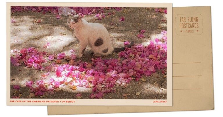 1,000 명 이상의 고양이가 돌아 다니는 베이루트 아메리칸 대학교에서 인사
    


