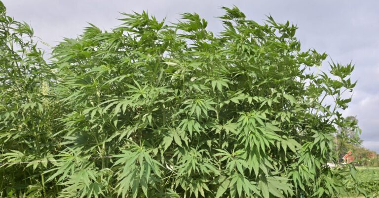 Pa. 대마 지도자는 길드를 형성하고 대마초와의 정책 충돌로 명확한 규칙을 촉구합니다.
    


