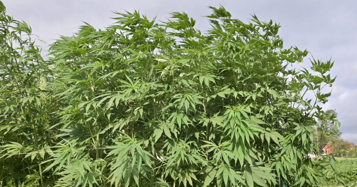 Pa. 대마 지도자는 길드를 형성하고 대마초와의 정책 충돌로 명확한 규칙을 촉구합니다.