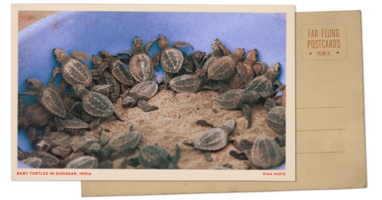 새로 부화 한 거북이가 바다에 도움을받는 인도 구라 가르의 인사말
    


