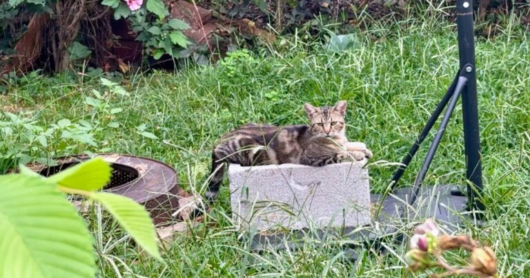 피츠버그는 야생 고양이 인구 붐을 억제하기위한 프로그램을 복원합니다
    


