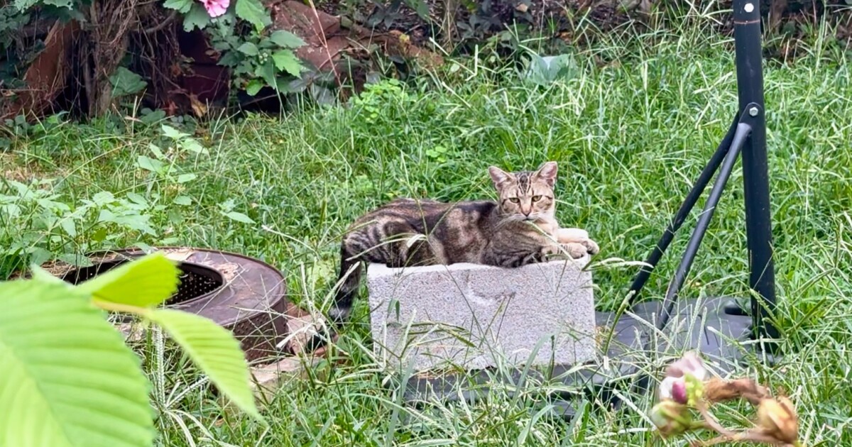 피츠버그는 야생 고양이 인구 붐을 억제하기위한 프로그램을 복원합니다