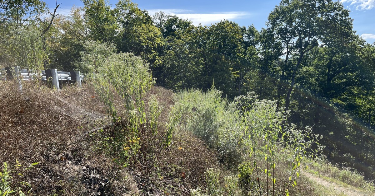 피츠버그는 지속적인 산사태 전투에서 리버뷰 파크의 경사를 강화합니다