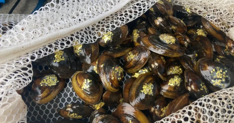 Dunkard Creek, 한 번에 한 번의 홍합으로 생명을 가져 오기
    


