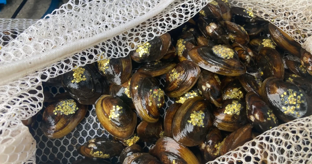 Dunkard Creek, 한 번에 한 번의 홍합으로 생명을 가져 오기