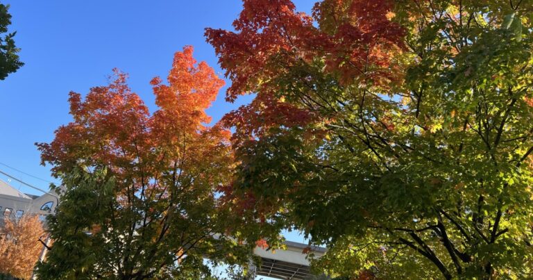 가을의 풍요의 뿔, 피츠버그 지역에서 올해 10월을 기대하는 할로윈 이벤트
    


