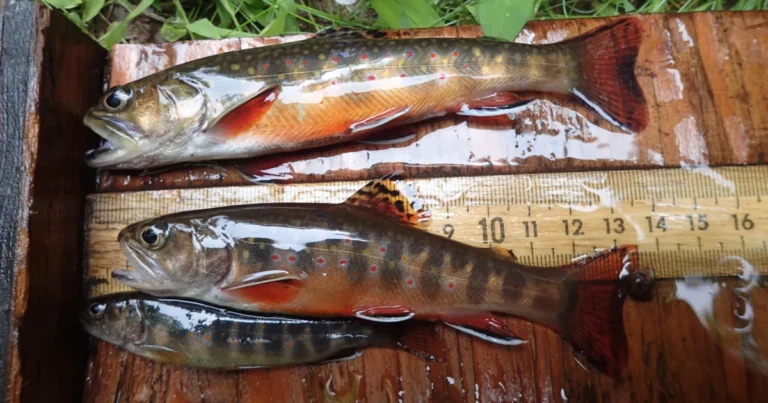 월요일의 전망: 기후 변화가 토종 송어에 미치는 영향
    


