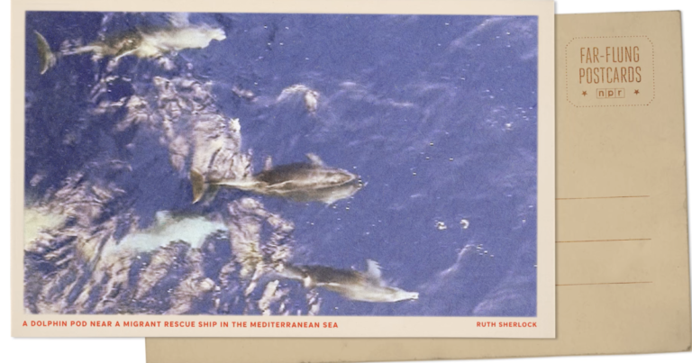 이주민 구조선과 함께 돌고래가 헤엄치는 지중해에서 인사드립니다.
    


