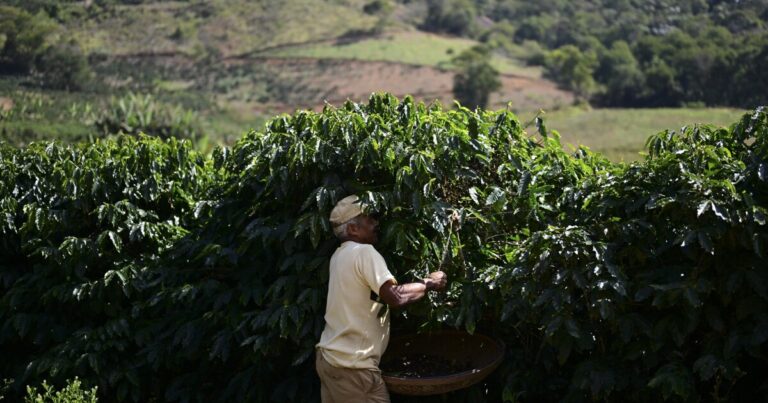 커피 산업에서 변화가 양조되고 있습니다. 앞으로 무엇이 있습니까?
    


