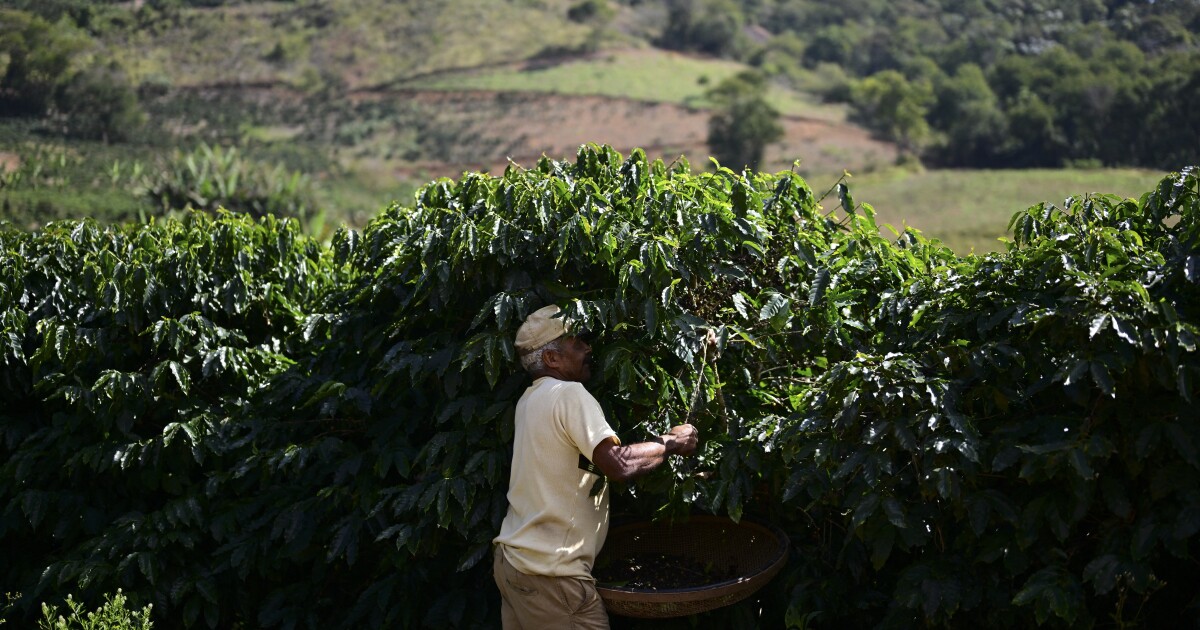 커피 산업에서 변화가 양조되고 있습니다. 앞으로 무엇이 있습니까?