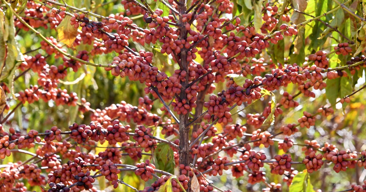 커피로 인한 삼림 벌채로 인해 커피 재배가 더 어려워지고 있다고 감시 단체가 밝혔습니다.