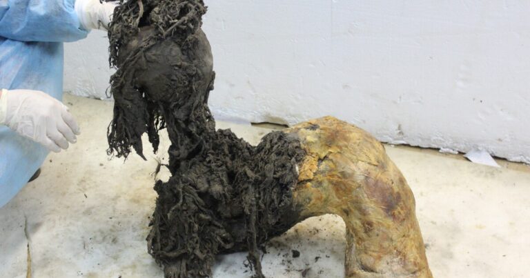 과학자들은 털북숭이 매머드의 몸에서 고대 RNA를 추출합니다
    


