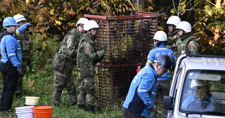 일본, 곰 공격 급증에 대응하기 위해 군대 배치
    


