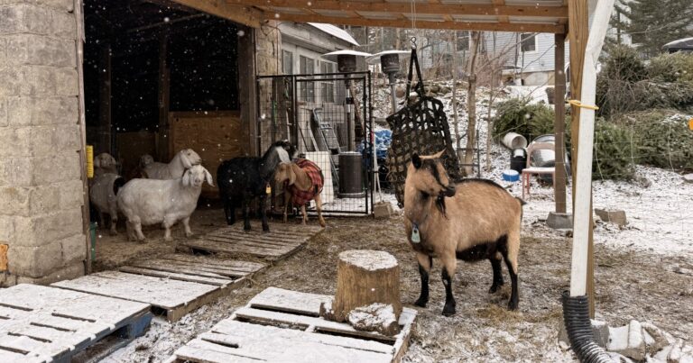 아직 라이브 크리스마스 트리가 있나요? 일부 피츠버그 염소들은 그것을 원합니다.
    


