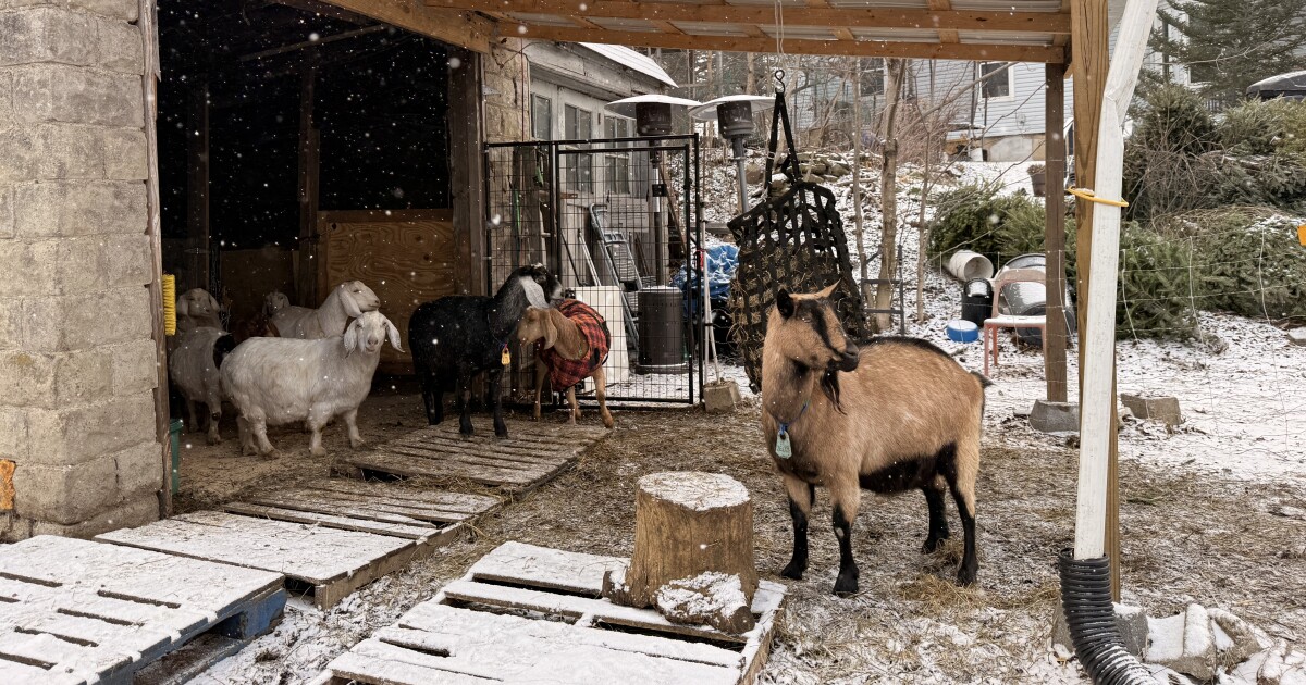 아직 라이브 크리스마스 트리가 있나요? 일부 피츠버그 염소들은 그것을 원합니다.