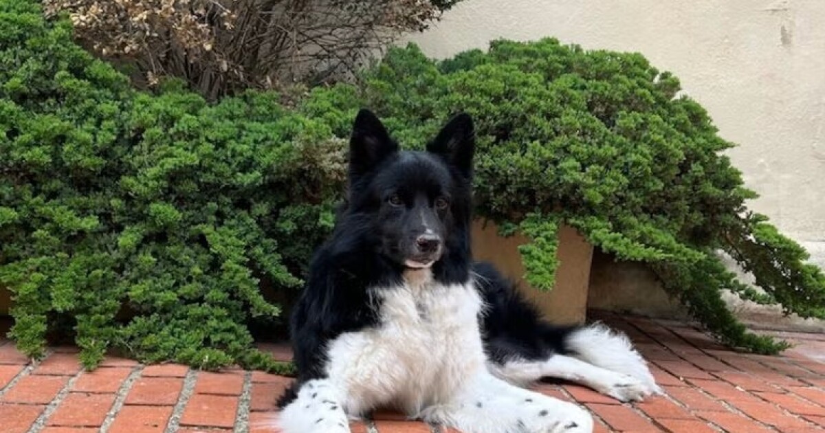 충격적인 보도: 눈이 녹아 개에게 문제를 일으킬 수 있는 이유