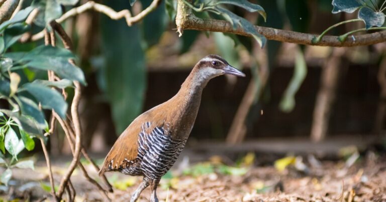피츠버그 국립 조류원은 멸종 위기에 처한 새를 돕기 위해 25,000달러를 확보했습니다.
    



