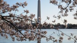 DC의 벚꽃이 만발할 무렵, 벚꽃의 역사에 대한 가이드는 다음과 같습니다.