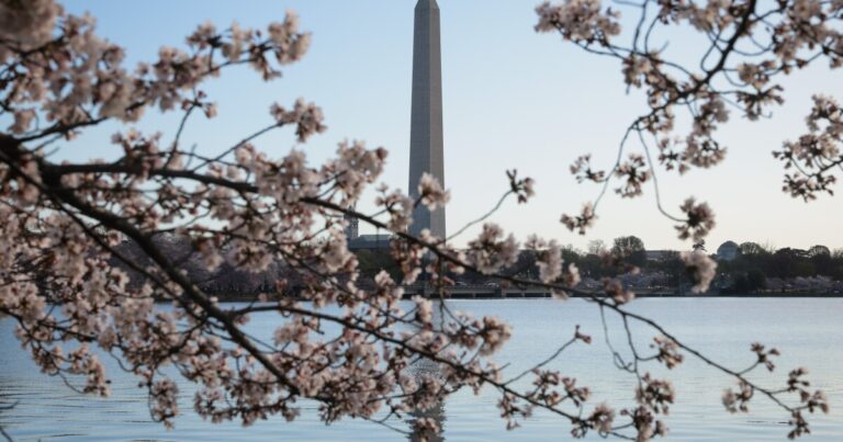 DC의 벚꽃이 만발할 무렵, 벚꽃의 역사에 대한 가이드는 다음과 같습니다.
    


