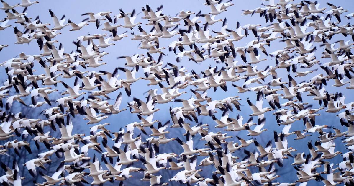 눈기러기가 매년 북극으로 비행하면서 요란한 '새 토네이도'가 펜실베니아에 상륙했습니다.