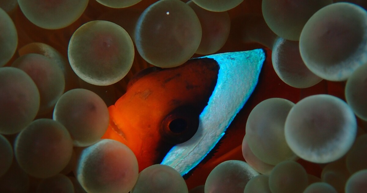 동료의 압력으로 인해 이 흰동가리의 줄무늬가 바뀔 수 있습니다