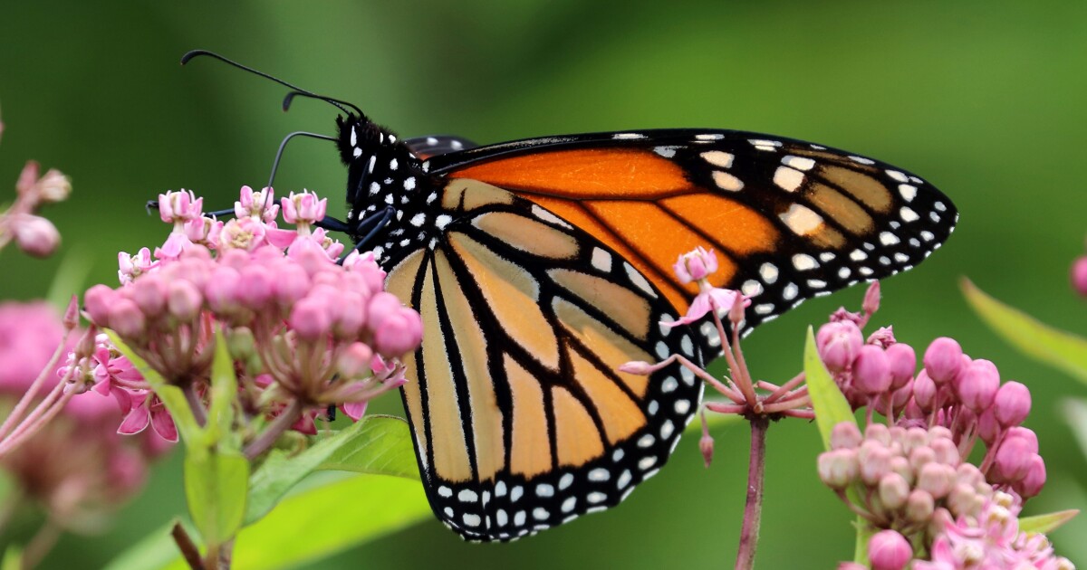 제왕나비와 헬벤더 도롱뇽이 멸종 위기종 보호를 기다리고 있습니다.