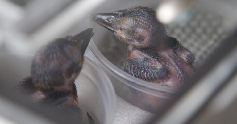 조류 교육 센터가 피츠버그에서 비행을 준비하고 있습니다.
    


