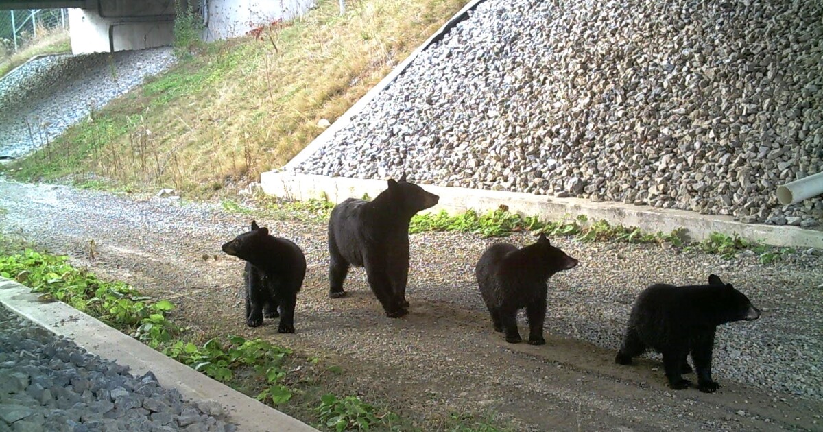 펜실베니아 기관은 야생 동물 통로에 대한 주 전체 계획에 협력합니다.