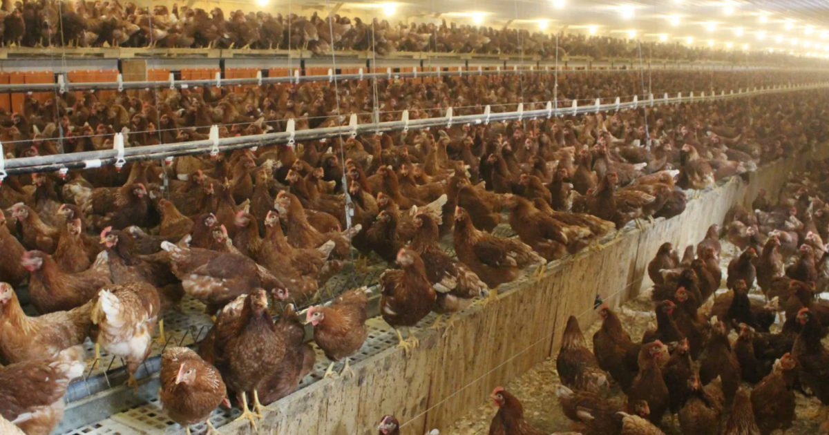 펜실베니아 농업 당국은 조류독감 사례 급증을 막기 위해 노력하고 있습니다. 최근 몇 주 동안 새 700만 마리가 죽었다