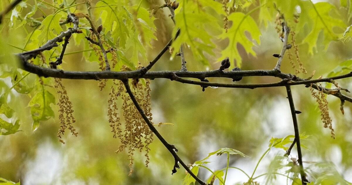 재채기, 콧물, 가려운 눈: 기후 변화로 인해 알레르기 증상이 더 일찍 시작됩니다.