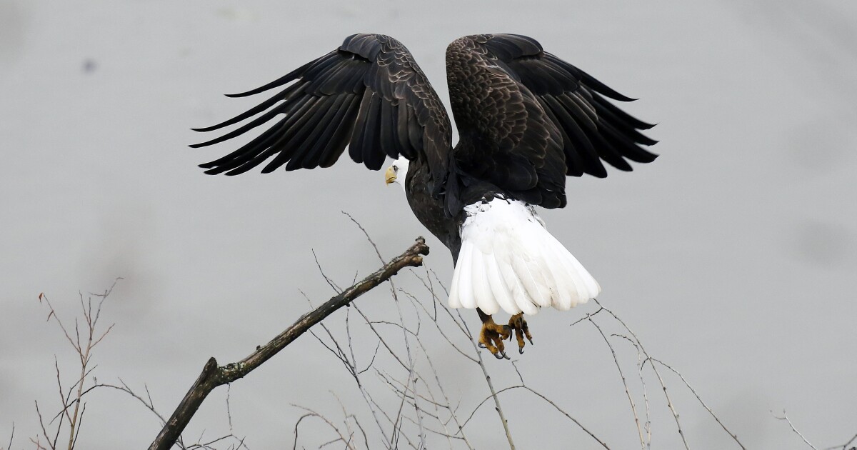 조류 독감은 미국에서 수천 마리의 새를 죽였습니다. 펜실베니아가 진원지입니다.