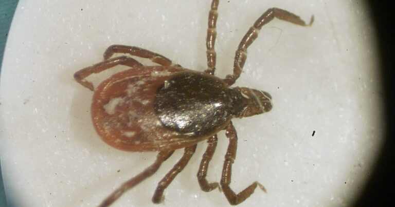 진드기는 펜실베니아 남서부 주택 소유자가 계속 무시하는 뒷마당 위협입니다.
    


