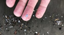 트럼프 행정부, 식수에 함유된 미세플라스틱과 의약품에 대한 새로운 연구 제안