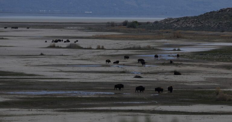트럼프가 그레이트 솔트레이크에 10억 달러를 투자하려는 이유
    


